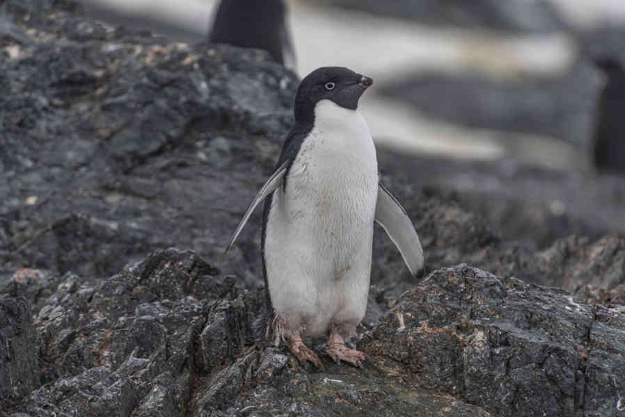 Pingüino Adelia - Antártida 08.jpg